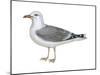 Ring-Billed Gull (Larus Delawarensis), Birds-Encyclopaedia Britannica-Mounted Art Print