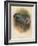 Ring Dove (Columbs palumbus), 1900, (1900)-Charles Whymper-Framed Giclee Print