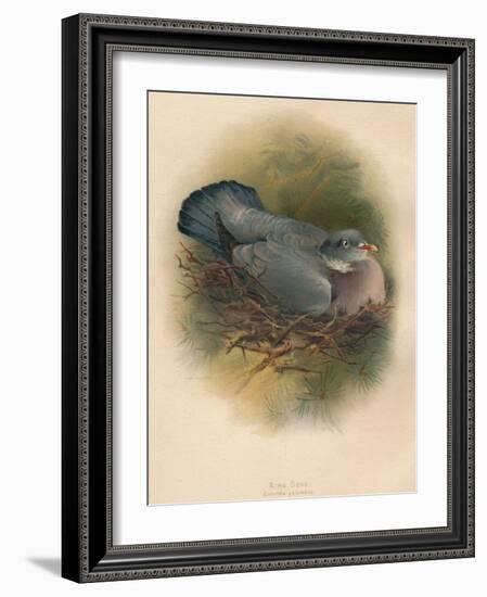 Ring Dove (Columbs palumbus), 1900, (1900)-Charles Whymper-Framed Giclee Print