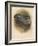 Ring Dove (Columbs palumbus), 1900, (1900)-Charles Whymper-Framed Giclee Print