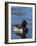 Ring-necked Duck, Aythya collaris, New Mexico-Maresa Pryor-Framed Photographic Print