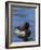 Ring-necked Duck, Aythya collaris, New Mexico-Maresa Pryor-Framed Photographic Print