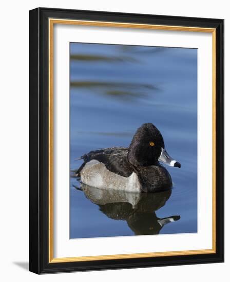 Ring-necked Duck, Aythya collaris, New Mexico-Maresa Pryor-Framed Photographic Print