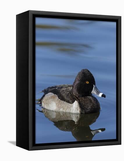 Ring-necked Duck, Aythya collaris, New Mexico-Maresa Pryor-Framed Premier Image Canvas