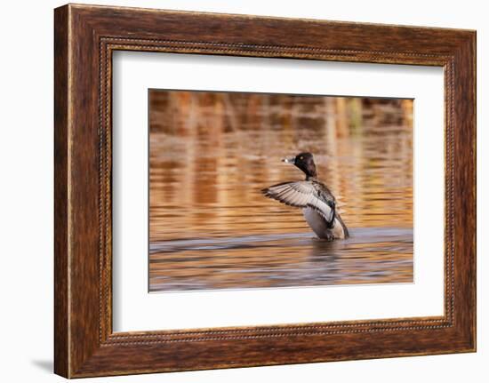 Ring-necked Duck, Grand Teton National Park.-Adam Jones-Framed Photographic Print