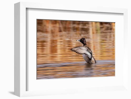 Ring-necked Duck, Grand Teton National Park.-Adam Jones-Framed Photographic Print