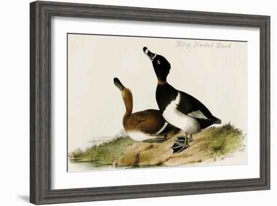 Ring Necked Duck-John James Audubon-Framed Art Print