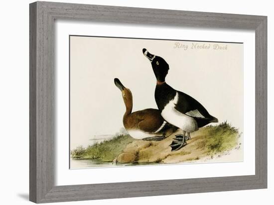 Ring Necked Duck-John James Audubon-Framed Art Print