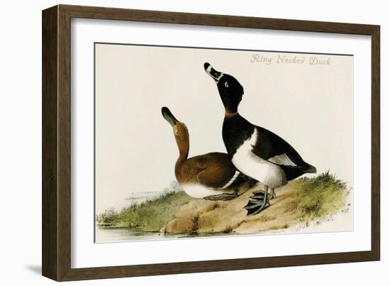 Ring Necked Duck-John James Audubon-Framed Art Print