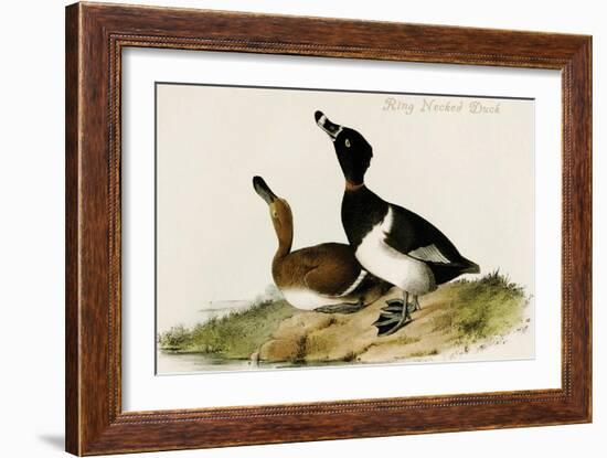 Ring Necked Duck-John James Audubon-Framed Art Print