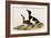 Ring Necked Duck-John James Audubon-Framed Art Print