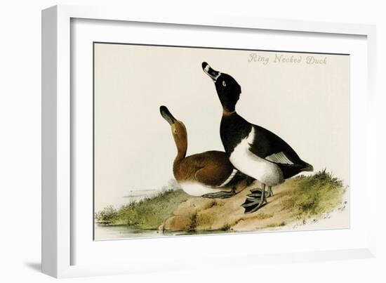 Ring Necked Duck-John James Audubon-Framed Art Print