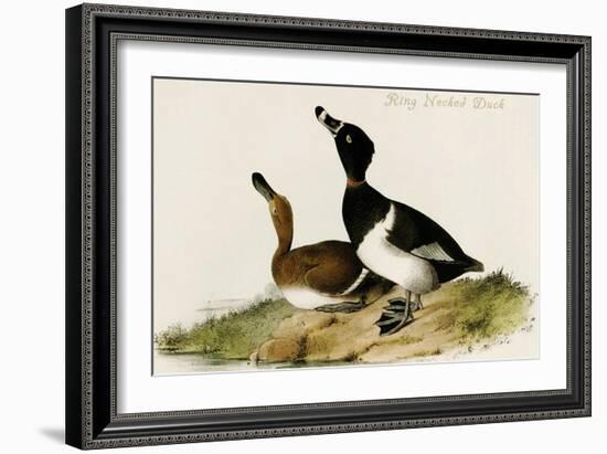 Ring Necked Duck-John James Audubon-Framed Art Print