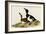 Ring Necked Duck-John James Audubon-Framed Art Print