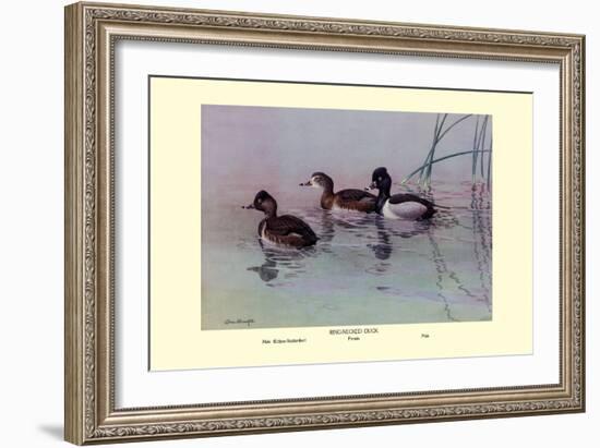 Ring-Necked Duck-Allan Brooks-Framed Art Print