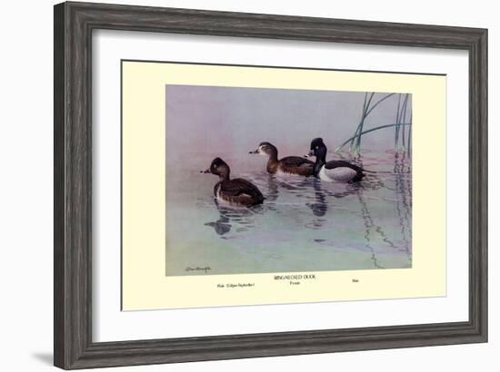 Ring-Necked Duck-Allan Brooks-Framed Art Print