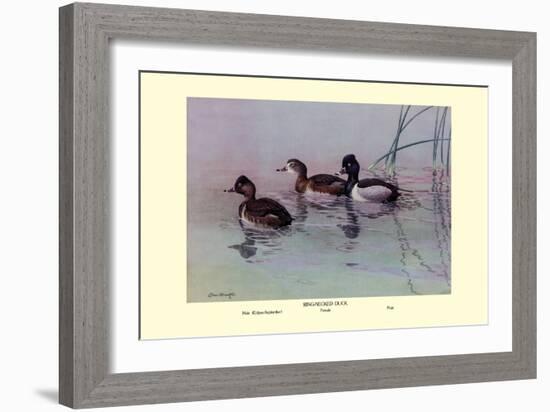 Ring-Necked Duck-Allan Brooks-Framed Art Print