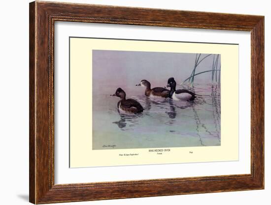 Ring-Necked Duck-Allan Brooks-Framed Art Print