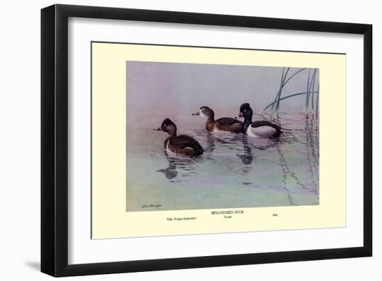 Ring-Necked Duck-Allan Brooks-Framed Art Print