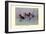 Ring-Necked Duck-Allan Brooks-Framed Art Print