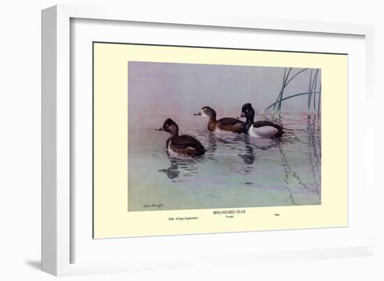 Ring-Necked Duck-Allan Brooks-Framed Art Print