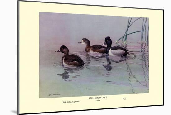 Ring-Necked Duck-Allan Brooks-Mounted Art Print
