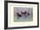 Ring-Necked Duck-Allan Brooks-Framed Art Print