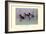 Ring-Necked Duck-Allan Brooks-Framed Art Print