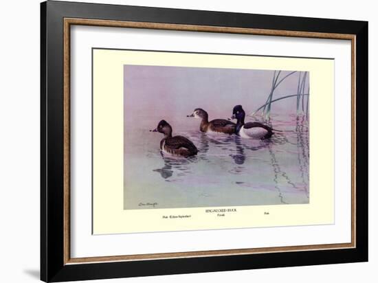 Ring-Necked Duck-Allan Brooks-Framed Art Print