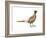 Ring-Necked Pheasant (Phasianus Colchicus), Birds-Encyclopaedia Britannica-Framed Art Print