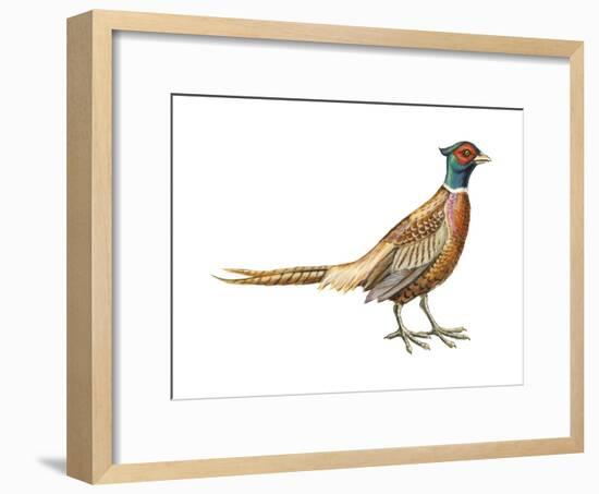 Ring-Necked Pheasant (Phasianus Colchicus), Birds-Encyclopaedia Britannica-Framed Art Print