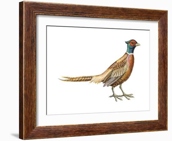 Ring-Necked Pheasant (Phasianus Colchicus), Birds-Encyclopaedia Britannica-Framed Art Print