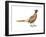 Ring-Necked Pheasant (Phasianus Colchicus), Birds-Encyclopaedia Britannica-Framed Art Print