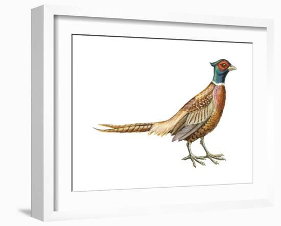 Ring-Necked Pheasant (Phasianus Colchicus), Birds-Encyclopaedia Britannica-Framed Art Print