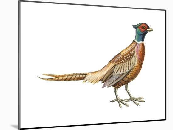 Ring-Necked Pheasant (Phasianus Colchicus), Birds-Encyclopaedia Britannica-Mounted Art Print