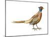 Ring-Necked Pheasant (Phasianus Colchicus), Birds-Encyclopaedia Britannica-Mounted Art Print