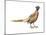 Ring-Necked Pheasant (Phasianus Colchicus), Birds-Encyclopaedia Britannica-Mounted Art Print