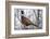 Ring-Necked Pheasant-Ken Archer-Framed Photographic Print