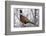 Ring-Necked Pheasant-Ken Archer-Framed Photographic Print