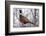 Ring-Necked Pheasant-Ken Archer-Framed Photographic Print