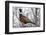 Ring-Necked Pheasant-Ken Archer-Framed Photographic Print