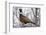 Ring-Necked Pheasant-Ken Archer-Framed Photographic Print