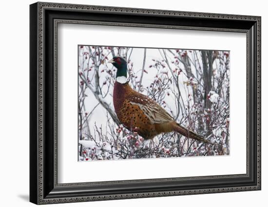 Ring-Necked Pheasant-Ken Archer-Framed Photographic Print