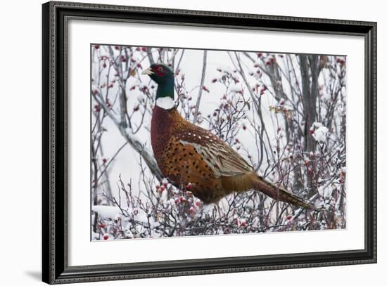 Ring-Necked Pheasant-Ken Archer-Framed Photographic Print