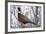 Ring-Necked Pheasant-Ken Archer-Framed Photographic Print