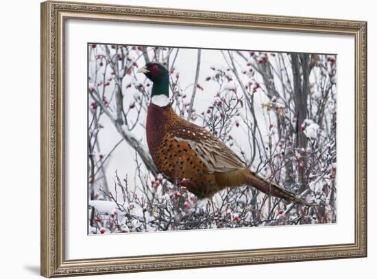 Ring-Necked Pheasant-Ken Archer-Framed Photographic Print