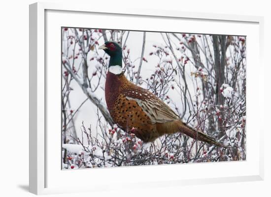 Ring-Necked Pheasant-Ken Archer-Framed Photographic Print