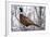 Ring-Necked Pheasant-Ken Archer-Framed Photographic Print