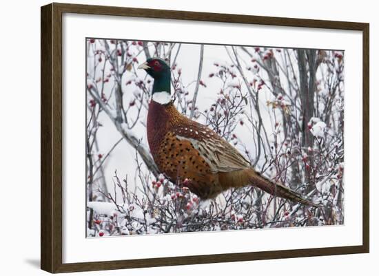 Ring-Necked Pheasant-Ken Archer-Framed Photographic Print