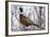 Ring-Necked Pheasant-Ken Archer-Framed Photographic Print